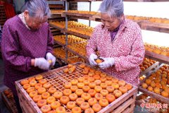 广西恭城柿饼加工忙