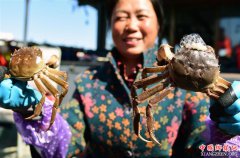 江苏镇江：长江蟹开捕