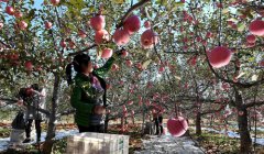 山西：苹果飘香