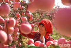 <b>山东沂源：苹果丰收醉金秋(图)</b>