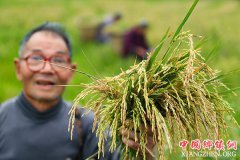 <b>广安华蓥：再生稻喜获丰收 实现“一种两收”</b>