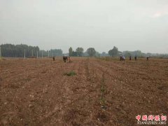 <b>陕西莲花寺镇南寨村：发展花椒栽植  壮大集体经济</b>