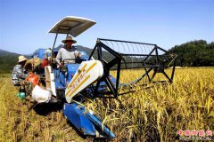 <b>江西靖安：“私人订制”稻鸭共栖有机稻喜丰收</b>