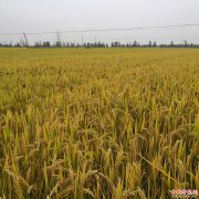 <b>安徽怀远：兰桥乡六万亩糯稻丰收已成定局</b>