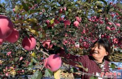 <b>陕西宜川：苹果成为致富“摇钱树”</b>