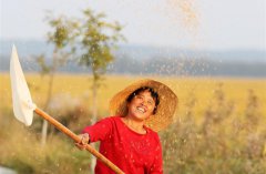 金色丰收稻飘香