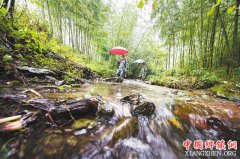 护林员李家兄弟与银杉树的半生情缘(图)