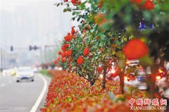 推窗见绿 四季见花