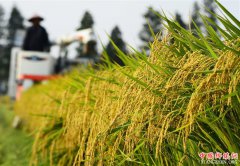 <b>江苏太仓：早稻开镰收割</b>