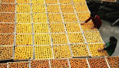 <b>月柿金黄 农家晒秋</b>