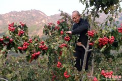 天津蓟州：山楂丰收