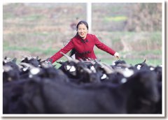 <b>大别山牧羊女刘锦秀： 愿做扶贫“领头羊”</b>