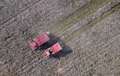 新疆尉犁县近百万亩机采棉正在进行采收