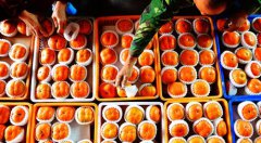 秋收时节甜柿熟