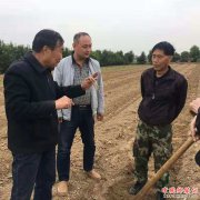 陕西华州区柳枝镇：一万多株新品种芦笋抢抓下种