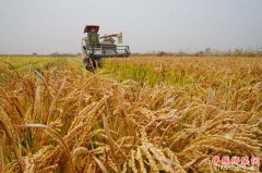 <b>河北秋粮收获接近尾声</b>
