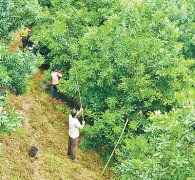 云南临沧发展坚果种植带动增收致富