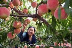 <b>霜降将至收获忙</b>