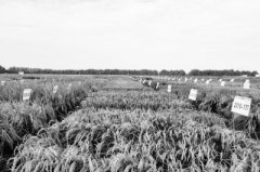 寻找破解水稻育种难题的“钥匙”