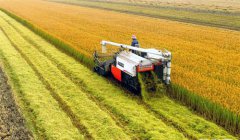 山东：临沂市白沙埠镇霜降将至收获忙