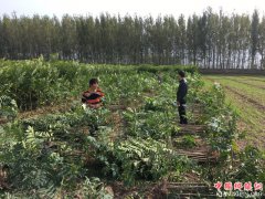 陕西柳枝镇：产业帮扶见成效  村民走上致富路