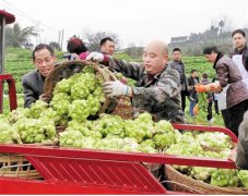 涪陵：只是卖新鲜青菜头 今年就卖了11亿元