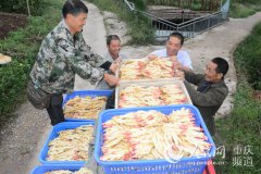 梁平：和林镇生姜产值超亿元