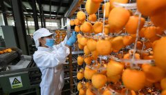 小柿子成就脱贫大产业