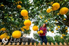 梁平柚年产9万吨 将举行首届柚博会