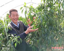 郯城：早丰椒满棵 老农心里乐