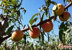 <b>山东郯城：开园采摘雪桃只卖两块五</b>