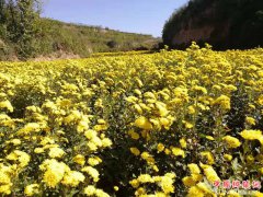 <b>菊花开 幸福来</b>