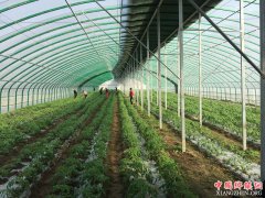 <b>安徽：五河县郭府村蔬菜扶贫基地喜获“2017年全省产业扶贫十大园区”荣誉称</b>