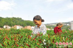 重庆石柱：电商扶贫铺就脱贫致富＂快车道＂