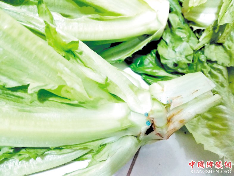 记者在某超市购买的油麦菜，发现其根部有蓝色颗粒物。　　长沙晚报记者 徐运源 摄