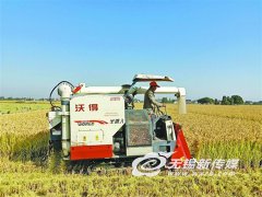 无锡水稻大面积开镰 产量品质为近5年来最高