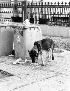 金华偷盗警犬案 涉事所长被停职