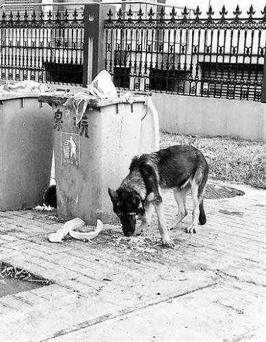 金华偷盗警犬案 涉事所长被停职