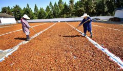 <b>江西金溪：黄栀子丰收</b>