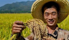 <b>福建武夷山：稻香映金秋</b>