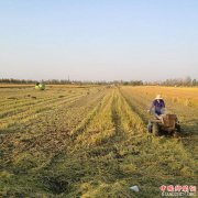 安徽：怀远县兰桥乡边收边种“三秋”进度快