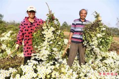 安徽：深秋采菊忙