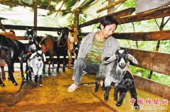 <b>独臂羊倌脱贫记</b>