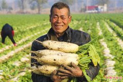<b>河北大城：特色种植助力农民增收</b>