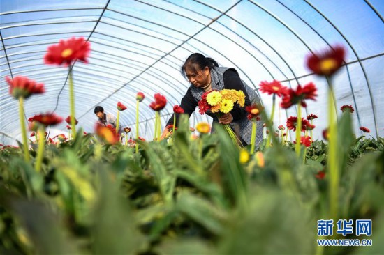 （经济）江苏泗洪小桂庄：非洲菊种植助推乡村振兴