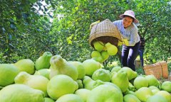 广西融水：苗乡柚丰收