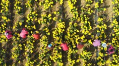 金秋时节 收获菊花