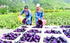 “天然温室”罗甸：高效种植一年三熟