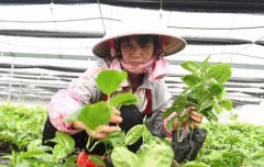 <b>发展水果种植 助力脱贫攻坚</b>