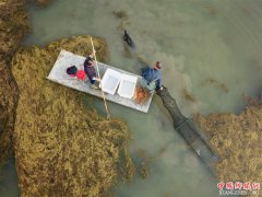 江苏泗洪：深秋捕蟹忙